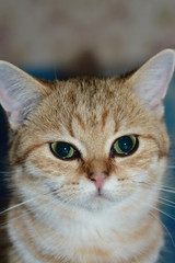 A beautiful red cat of the British breed is sitting on the sofa.