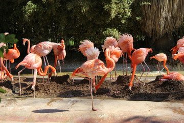 Obraz premium flamingo meeting in barcelona spain