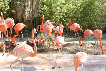flamingo meeting in barcelona spain