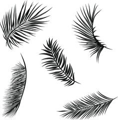 Obraz premium palm leaves set black and white
