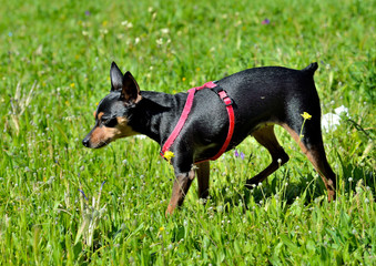 Perro mini pincher caminando sobre la hierva fresca Marbella Andalucía España	