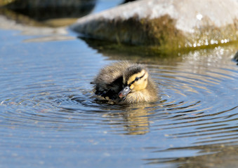 cría de pato ánade azulón en el estanque (Anas platyrhynchos) Marbella Andalucía España	