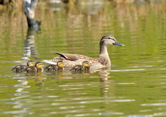 familia de patos ánades azulones (Anas platyrhynchos) nadando en el estanque Marbella Andalucía España	