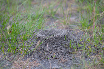closeup anthill in a grass, outdoor wild background