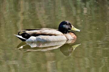 pato ánade azulón macho en el lago (Anas platyrhynchos) Marbella Andalucía España	