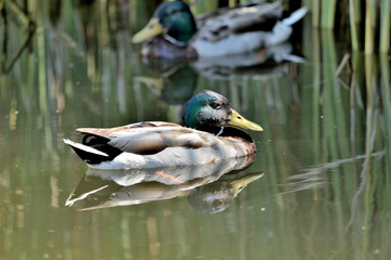 pato ánade azulón macho en el lago (Anas platyrhynchos) Marbella Andalucía España	
