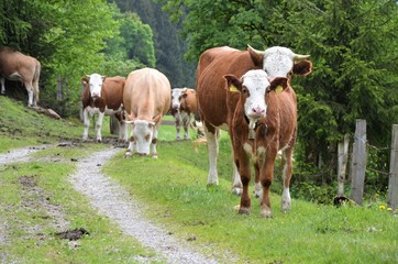 Obraz premium cows on a farmroad