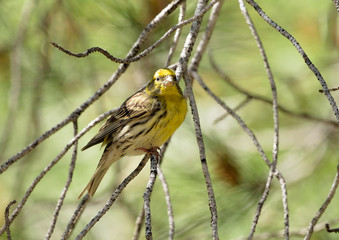 verderón serrano en las ramas de un pino (Carduelis citrinella) Marbella Andalucía España	