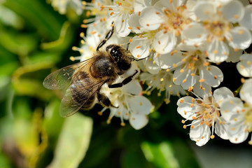 abeja tomando néctar de las flores (Apis mellifera) Marbella Andalucía España	