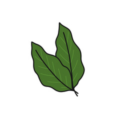 matcha tea leaves doodle icon, vector illustration
