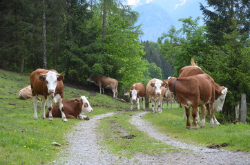 Fototapeta na wymiar cows on a farmroad
