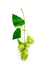 A fresh hops brunch with cones, isolated on white background. Green ripe hop plant harvest, beer brewing concept.