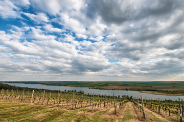 Fototapeta na wymiar Weinberg am Süßen See im Mansfelder Land als Mitteldeutsche Weinbauregion
