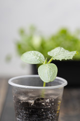 Cucumber seedling grown from seed in a plastic cup. Dotted plants.