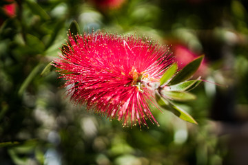 flower_red