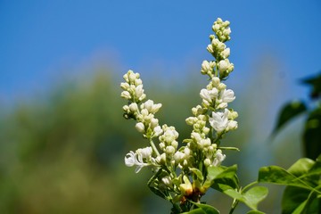 Biły kwiat