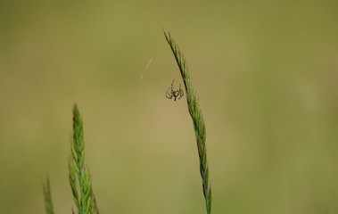 Trawa z pajączkiem
