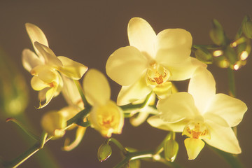 Orchideenblüten im Licht mit ein bisschen Nebel