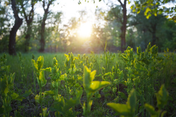 Obraz premium green summer foredt glade in a light of evening sun, outdoor sunset scene