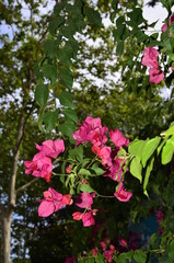 flores en ciudad