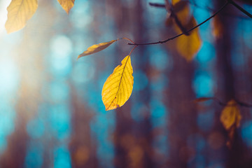 Bright yellow leaves of beech on a deep blue background. Autumn vivid natural background. Panoramic forest landscape. Tree branch with falling leaves