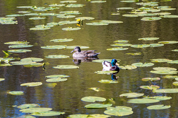 ducks on the lake
