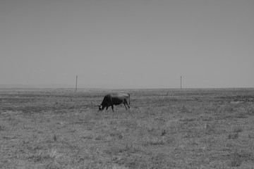 Cows and calves in the village