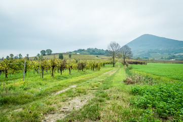 Vineyards in north italy after a storm
in the italian Euganean Hills, Padova - Veneto