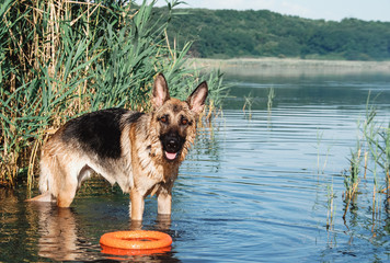 A German shepherd puppy is swimming in a pond. The dog in the river. German shepherd playing in the lake.