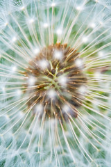 Detail of a Dandelions seedhead (Taraxacum officinale) showing a beautifull natural pattern.