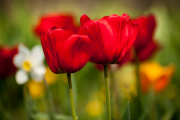 Obraz premium Red tulips close up