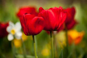 Red tulips close up