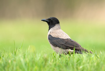 Hooded crow ( Corvus corone ) close up