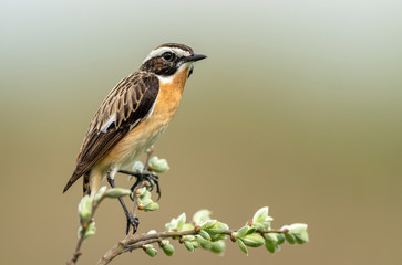 Whinchat ( Saxicola rubetra ) bird close up