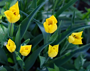 yellow tulips in spring