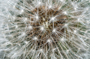 Obraz na płótnie Canvas dandelion seed head