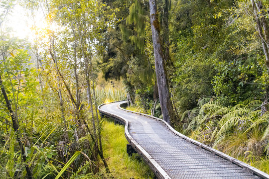 Kauri B&auml;ume - M&auml;rchenwald in Neuseeland, flie&szlig;endes Wasser