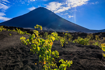 Vineyard at Fogo Island, Cape Verde, with Fogo vulcano in the background - 349584391