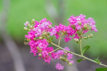 Beautiful close up Chinese crape myrtle flower in a garden.( Crape myrtle or Indian lilac flower)Selective focus pink flower.