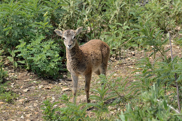 muflon joven en el monte (Ovis aries musimon) en la sierra de Ojén Málaga
