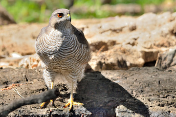 gavilán hembra adulta en el suelo del bosque (Accipiter nisus)