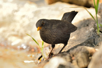 mirlo común en el estanque   (Turdus merula)