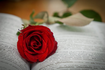 Red roses on books, love concepts and books