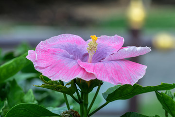 Close up pink pollen Hibiscus flower.Selective focus pink Hibiscus flower bloom in the garden. 