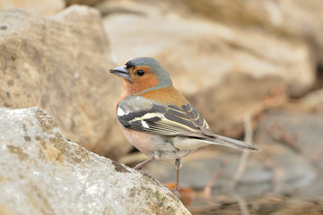 pinzón vulgar posado en una piedra de la charca  (Fringilla coelebs) en Marbella España 