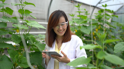 Woman science researching in hydro melon farm