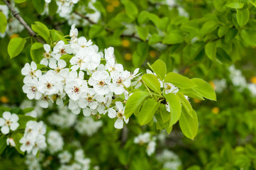 apple tree flowers