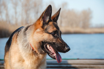 Portrait of a German shepherd in profile. German shepherd in nature close-up on the background of a blue river.