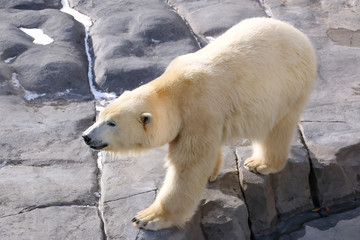Obraz na płótnie Canvas くま、動物園、動物、熊、ホッキョクグマ、北極熊、北極、ZOO、しろくま、白熊、シロクマ、寒い、北海道、哺乳類、毛皮