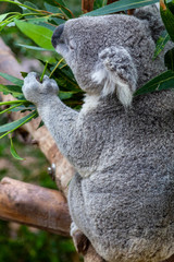 Koala (Phascolarctos cinereus)